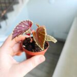 Begonia Darthvaderiana Green Spot - obrazek 8