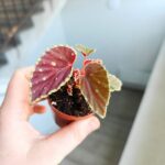 Begonia Darthvaderiana Green Spot - obrazek 9