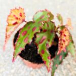 Begonia PINK DOTTIE - obrazek 7