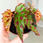 Begonia PINK DOTTIE - obrazek 6