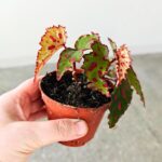 Begonia PINK DOTTIE - obrazek 5