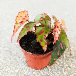 Begonia PINK DOTTIE - obrazek 3