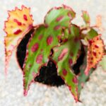 Begonia PINK DOTTIE