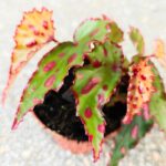 Begonia PINK DOTTIE - obrazek 2