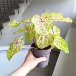Caladium / Kaladium Miss Muffet - obrazek 2