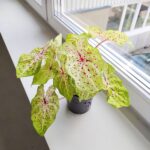 Caladium / Kaladium Miss Muffet - obrazek 8