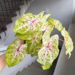 Caladium / Kaladium Miss Muffet - obrazek 9