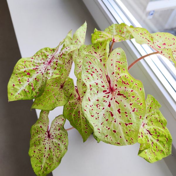 caladium miss muffet (4) Caladium / Kaladium Miss Muffet - obrazek 1