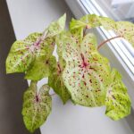 Caladium / Kaladium Miss Muffet - obrazek 6