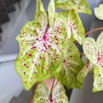 Caladium / Kaladium Miss Muffet - obrazek 5