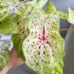 Caladium / Kaladium Miss Muffet - obrazek 4