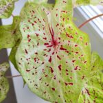 Caladium / Kaladium Miss Muffet - obrazek 3