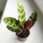 Calathea Lancifolia / Kalatea - obrazek 5