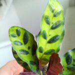Calathea Lancifolia / Kalatea - obrazek 8