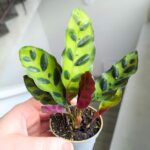 Calathea Lancifolia / Kalatea - obrazek 7