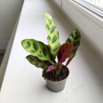 Calathea Lancifolia / Kalatea - obrazek 6