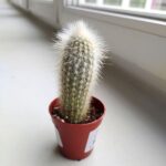 Cleistocactus Strausii - małpie ogony / kaktus S - obrazek 2