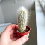 Cleistocactus Strausii - małpie ogony / kaktus S - obrazek 4