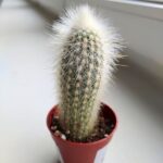 Cleistocactus Strausii - małpie ogony / kaktus S