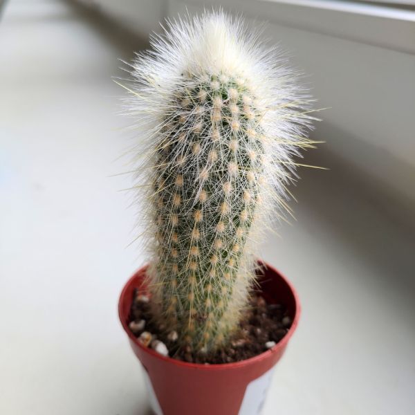 cleistocactus strausii (3) Cleistocactus Strausii - małpie ogony / kaktus S - obrazek 1