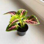 Koleus / Coleus Green Lolite - obrazek 2