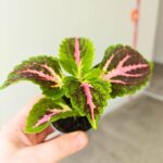 Koleus / Coleus Green Lolite - obrazek 6