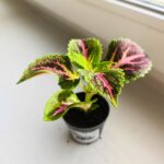 Koleus / Coleus Green Lolite - obrazek 5