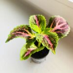 Koleus / Coleus Green Lolite - obrazek 4