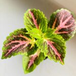 Koleus / Coleus Green Lolite