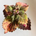 Koleus / Coleus Red Sunstone - obrazek 2