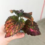 Koleus / Coleus Red Sunstone - obrazek 6
