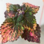 Koleus / Coleus Red Sunstone