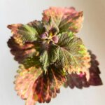 Koleus / Coleus Red Sunstone - obrazek 4