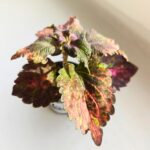 Koleus / Coleus Red Sunstone - obrazek 3