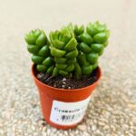 Crassula Columella sukulent - obrazek 2