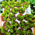 Crassula Columella sukulent - obrazek 4