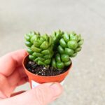Crassula Columella sukulent - obrazek 5