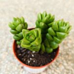 Crassula Columella sukulent - obrazek 6
