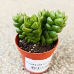 Crassula Columella sukulent