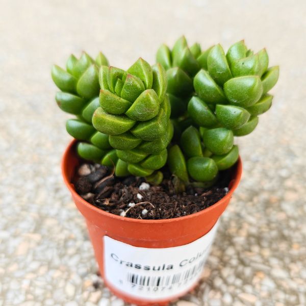 crassula columella (4) Crassula Columella sukulent - obrazek 1