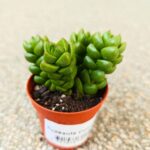 Crassula Columella sukulent - obrazek 3