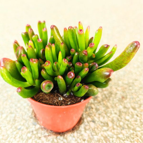 crassula horn tree uszy shreka drzewko szczęścia (1) Crassula gollum / grubosz / drzewko szczęścia / "uszy shreka" ms - obrazek 1
