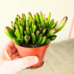 Crassula gollum / grubosz / drzewko szczęścia / "uszy shreka" ms - obrazek 17
