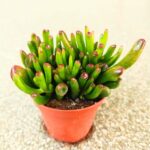 Crassula gollum / grubosz / drzewko szczęścia / "uszy shreka" ms - obrazek 16