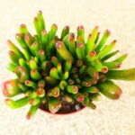 Crassula gollum / grubosz / drzewko szczęścia / "uszy shreka" ms - obrazek 15