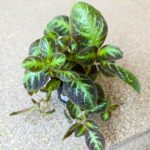 Episcia cupreata NEON SUPRISE