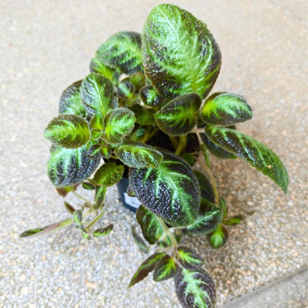 episcia cupreata (1) Episcia cupreata NEON SUPRISE - obrazek 1
