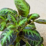 Episcia cupreata NEON SUPRISE - obrazek 5