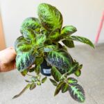 Episcia cupreata NEON SUPRISE - obrazek 4
