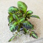 Episcia cupreata NEON SUPRISE - obrazek 3